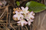 Trailing arbutus